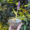 Ikebana Vase - Cream and Brown - small
